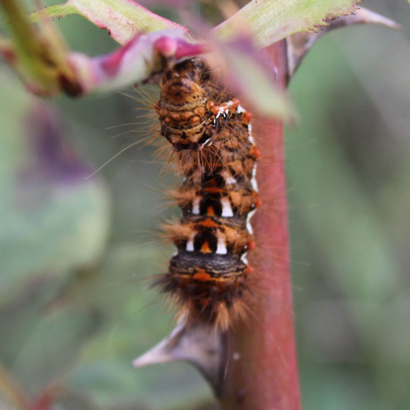 identificazione bruchi